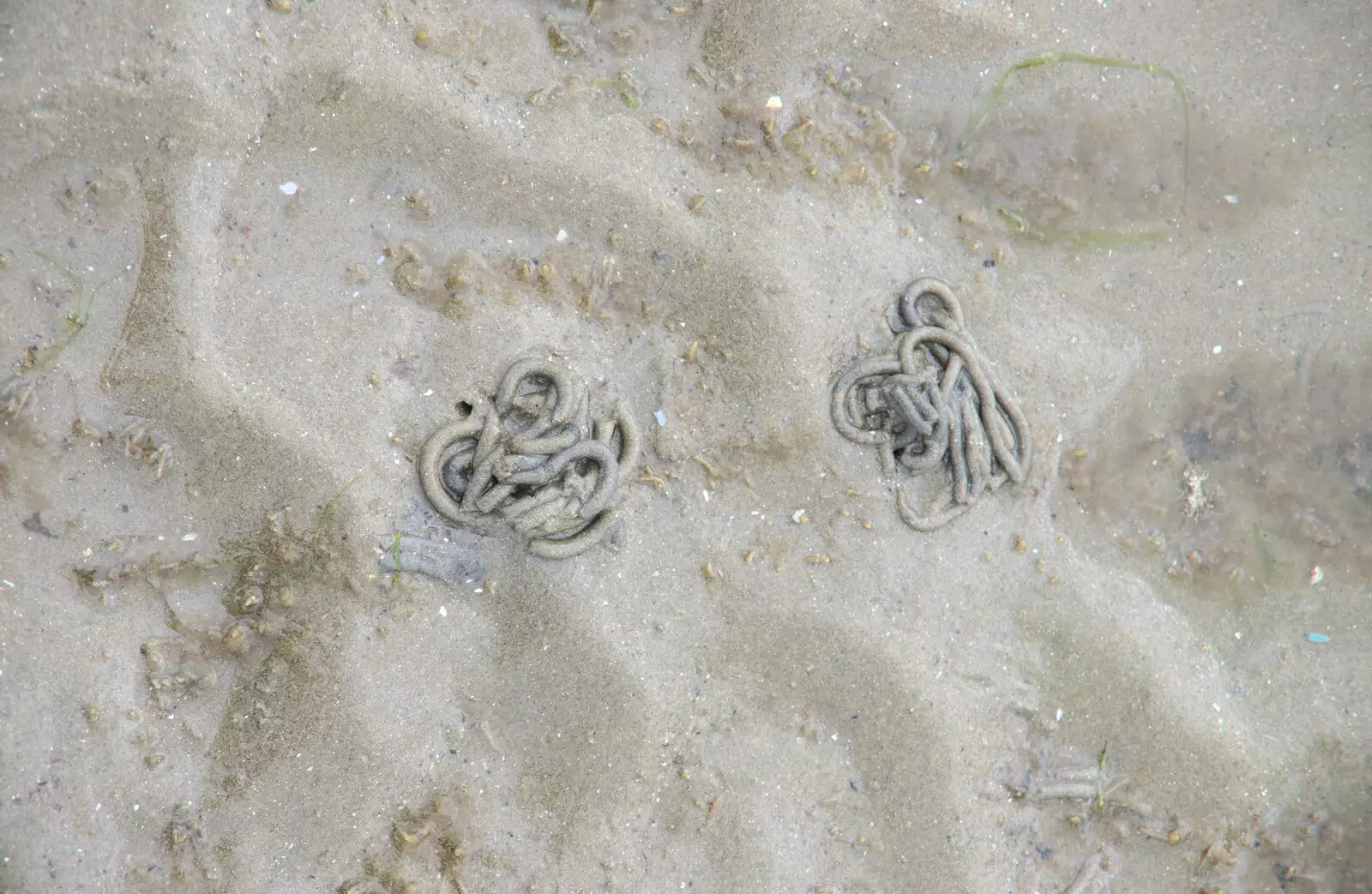 Worm casts look like chains, from A Trip to Da Gorls, Monkstown Farm, County Dublin, Ireland - 4th August 2018