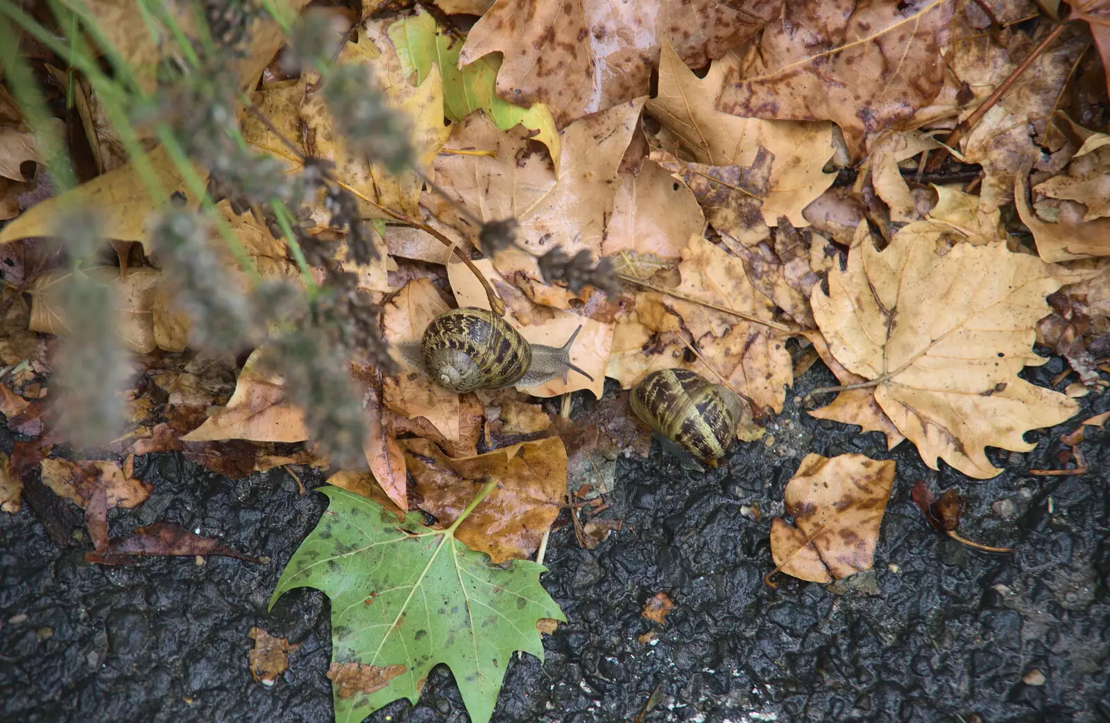 A couple of French snails slide around, from Abbaye Sainte-Marie de Lagrasse and The Lac de la Cavayère, Aude, France - 10th August