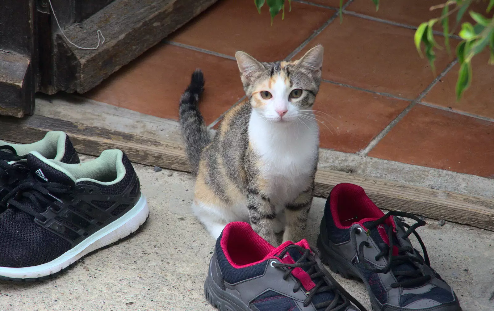 A French cat gives us the hairy eyeball, from Abbaye Sainte-Marie de Lagrasse and The Lac de la Cavayère, Aude, France - 10th August