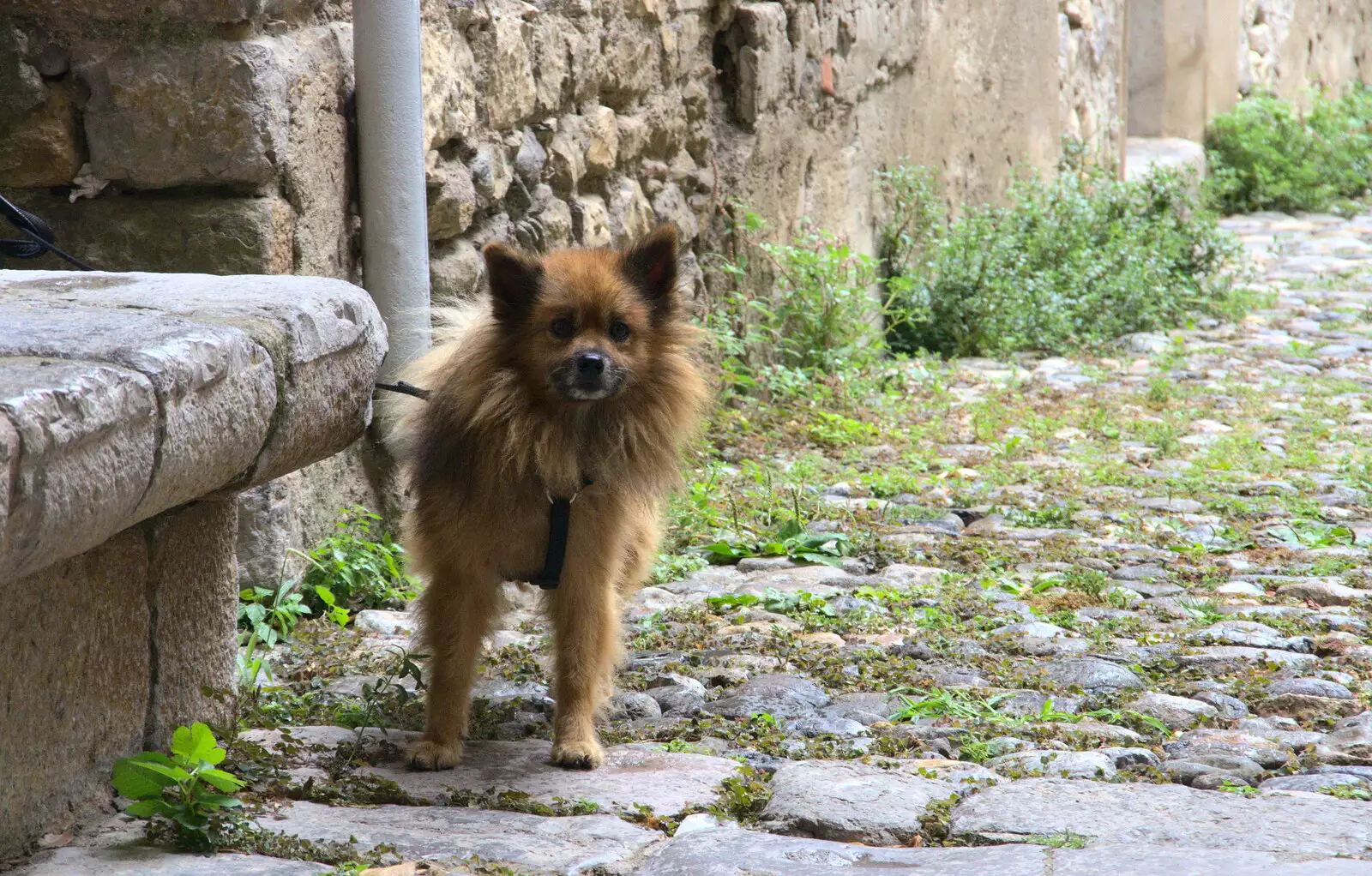 There's a very yappy small dog outside the church, from Abbaye Sainte-Marie de Lagrasse and The Lac de la Cavayère, Aude, France - 10th August