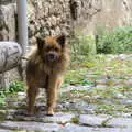 There's a very yappy small dog outside the church, Abbaye Sainte-Marie de Lagrasse and The Lac de la Cavayère, Aude, France - 10th August