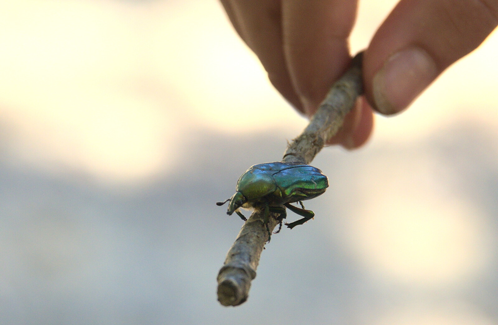 We find a nice green beetle on a stick from Abbaye Sainte-Marie de Lagrasse and The Lac de la Cavayère, Aude, France - 10th August
