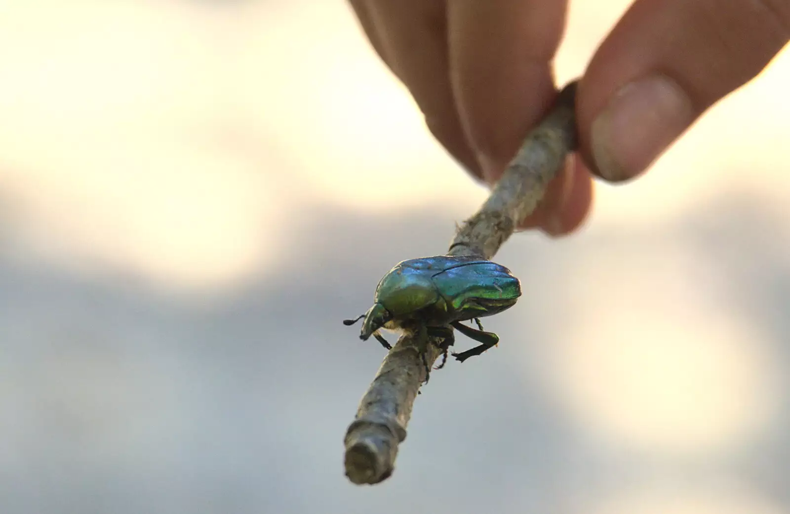 We find a nice green beetle on a stick, from Abbaye Sainte-Marie de Lagrasse and The Lac de la Cavayère, Aude, France - 10th August