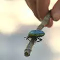 We find a nice green beetle on a stick, Abbaye Sainte-Marie de Lagrasse and The Lac de la Cavayère, Aude, France - 10th August