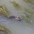 Harry spots actual otters in the river, Le Gouffre Géant and Grotte de Limousis, Petanque and a Lightning Storm, Languedoc, France - 12th August 2018