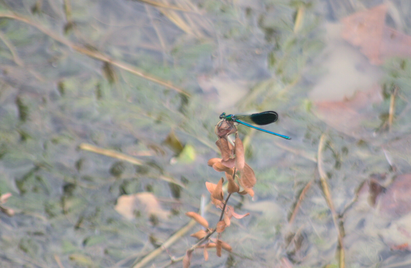 There's an interesting dragonfly down on the river from The Château Comtal, Lastours and the Journey Home, Carcassonne, Aude, France - 14th August 2018