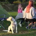 Dave the puppy looks around, A Spot of Camping, Alton Water, Stutton, Suffolk - 1st September 2018