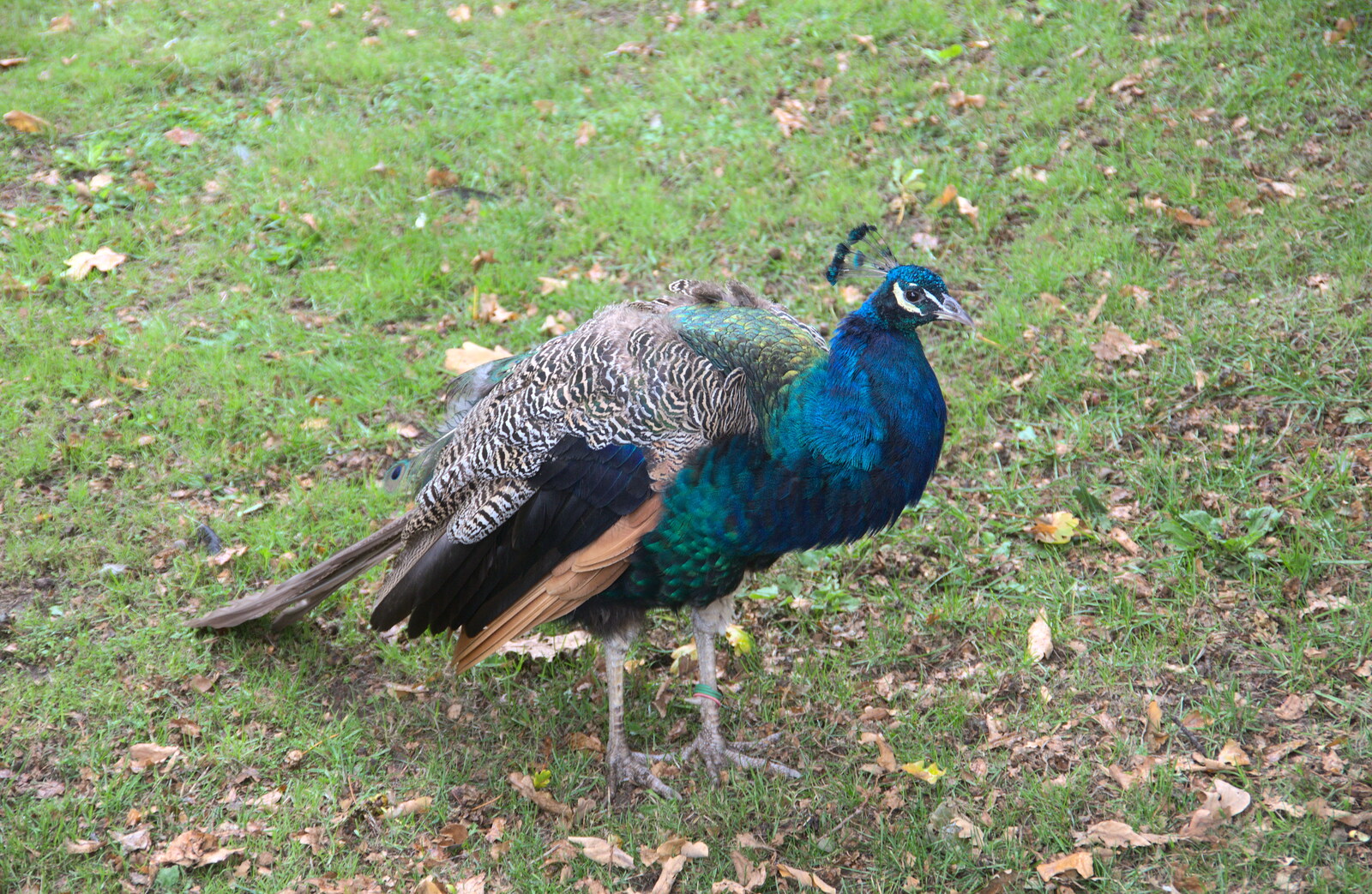 A peacock roams around from A Day at Warwick Castle, Warwickshire - 8th September 2018