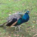 A peacock roams around, A Day at Warwick Castle, Warwickshire - 8th September 2018