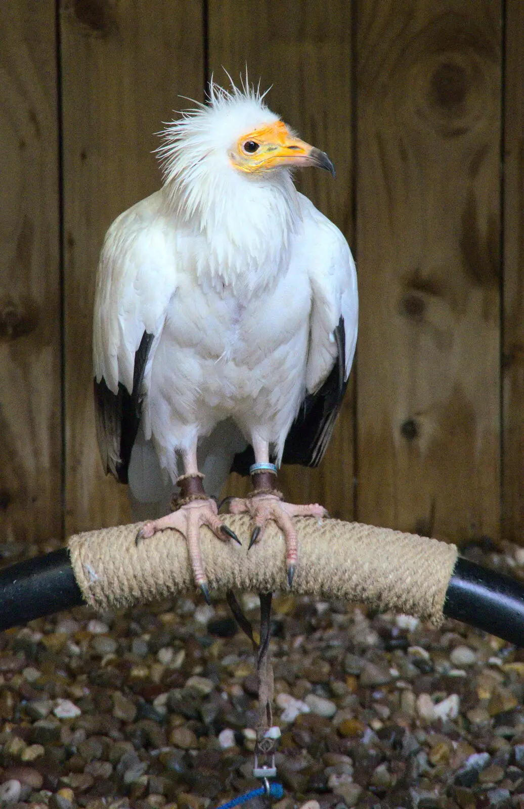 There are some birds of prey, from A Day at Warwick Castle, Warwickshire - 8th September 2018