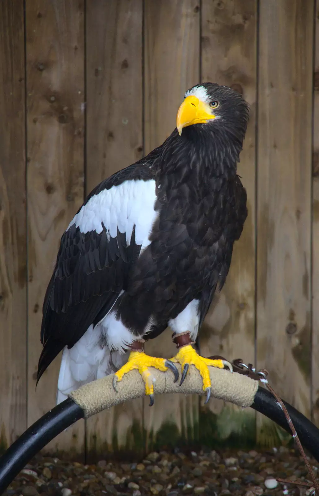 An impressive fish eagle of some sort, from A Day at Warwick Castle, Warwickshire - 8th September 2018