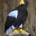 An impressive fish eagle of some sort, A Day at Warwick Castle, Warwickshire - 8th September 2018