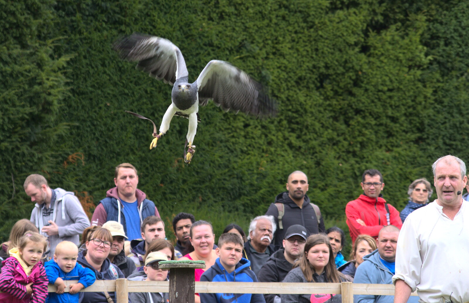 An eagle flies in from A Day at Warwick Castle, Warwickshire - 8th September 2018