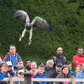 An eagle flies in, A Day at Warwick Castle, Warwickshire - 8th September 2018