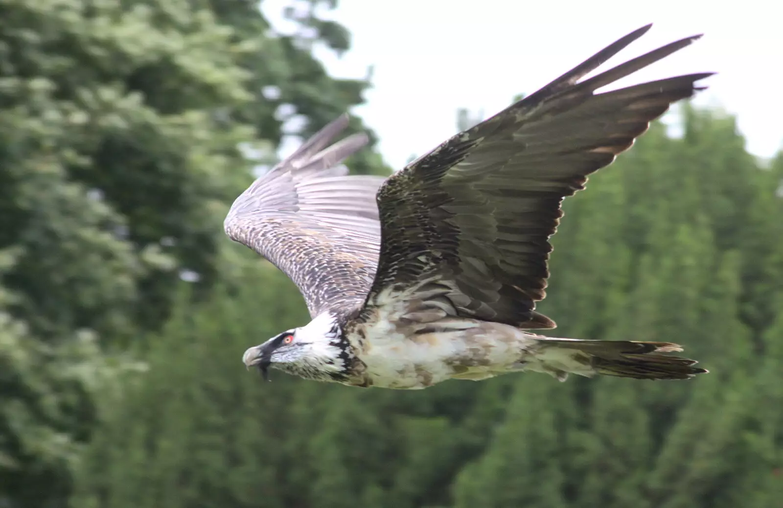 Some kind of flying raptor, from A Day at Warwick Castle, Warwickshire - 8th September 2018