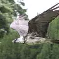 Some kind of flying raptor, A Day at Warwick Castle, Warwickshire - 8th September 2018