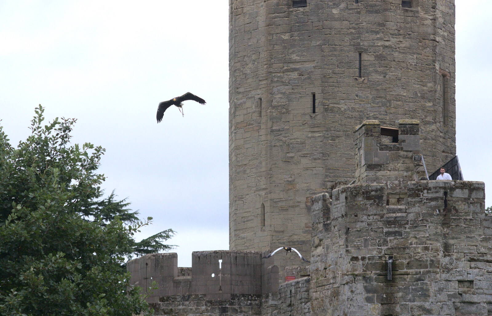 The eagle flies from the castle tower from A Day at Warwick Castle, Warwickshire - 8th September 2018