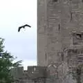 The eagle flies from the castle tower, A Day at Warwick Castle, Warwickshire - 8th September 2018