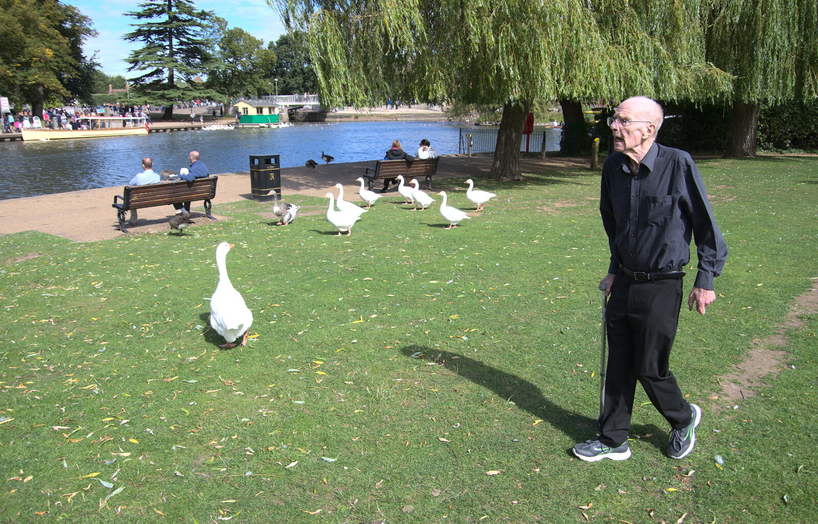 Grandad and the geese from A Postcard from Stratford-upon-Avon, Warwickshire - 9th September 2018