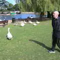 Grandad and the geese, A Postcard from Stratford-upon-Avon, Warwickshire - 9th September 2018