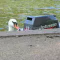 A swan pokes its head up over the footpath, A Postcard from Stratford-upon-Avon, Warwickshire - 9th September 2018