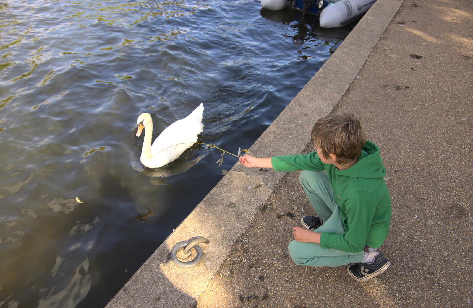 Fred offers a branch to a swan from A Postcard from Stratford-upon-Avon, Warwickshire - 9th September 2018