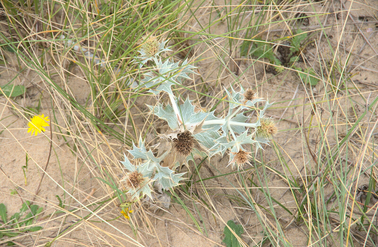 Sea thistle from An Optimistic Camping Weekend, Waxham Sands, Norfolk - 22nd September 2018