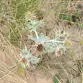 Sea thistle, An Optimistic Camping Weekend, Waxham Sands, Norfolk - 22nd September 2018