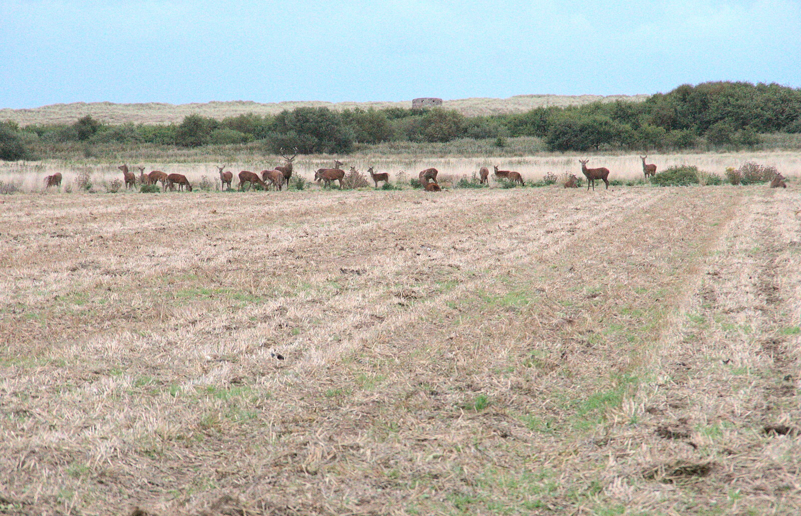 There's a herd of deer in a field at Horsey Gap from An Optimistic Camping Weekend, Waxham Sands, Norfolk - 22nd September 2018