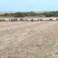 There's a herd of deer in a field at Horsey Gap, An Optimistic Camping Weekend, Waxham Sands, Norfolk - 22nd September 2018