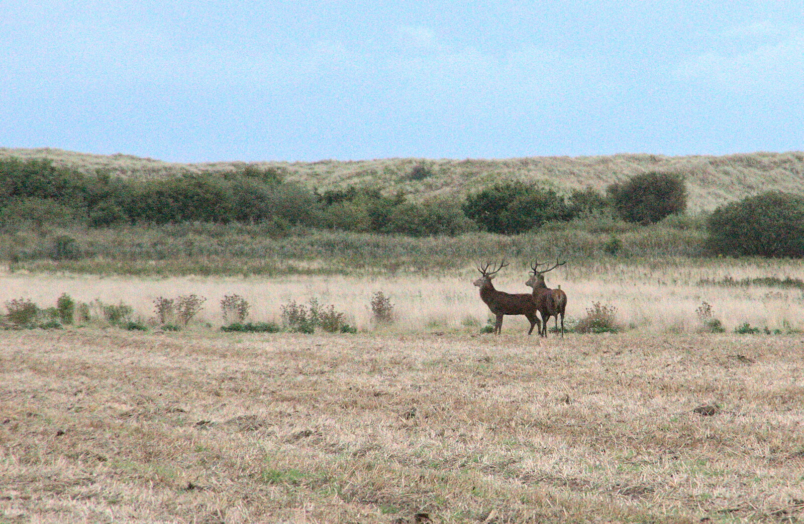 A couple of stags from An Optimistic Camping Weekend, Waxham Sands, Norfolk - 22nd September 2018