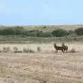 A couple of stags, An Optimistic Camping Weekend, Waxham Sands, Norfolk - 22nd September 2018