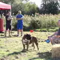 A chunky dog stands around, Gislingham Silver Band and the Duck Race, The Pennings, Eye, Suffolk - 29th September 2018