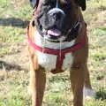 This bulldog has a serious drool problem, Gislingham Silver Band and the Duck Race, The Pennings, Eye, Suffolk - 29th September 2018