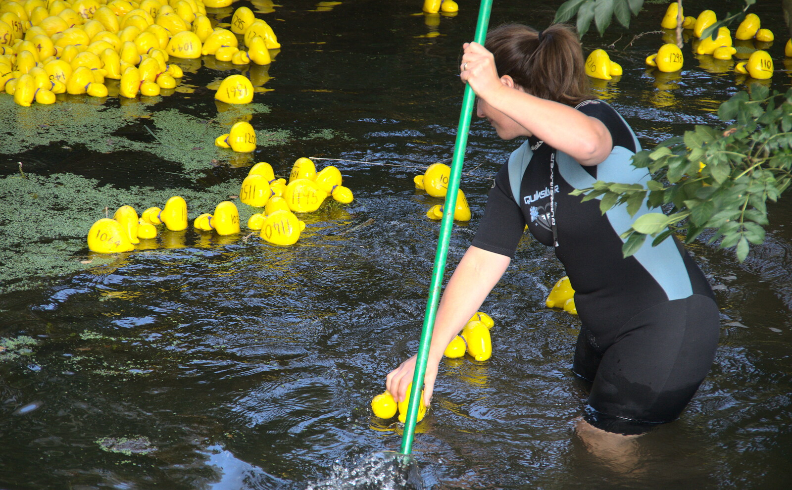 Ducks are coralled at the start line from Gislingham Silver Band and the Duck Race, The Pennings, Eye, Suffolk - 29th September 2018