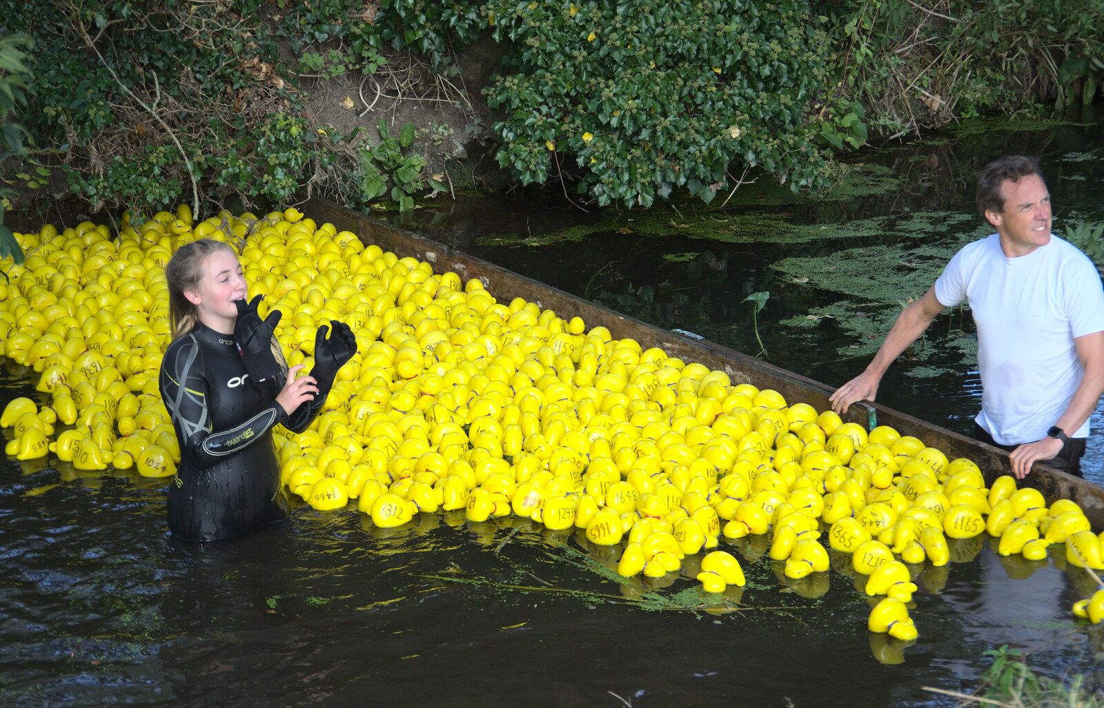All the ducks are ready to launch from Gislingham Silver Band and the Duck Race, The Pennings, Eye, Suffolk - 29th September 2018