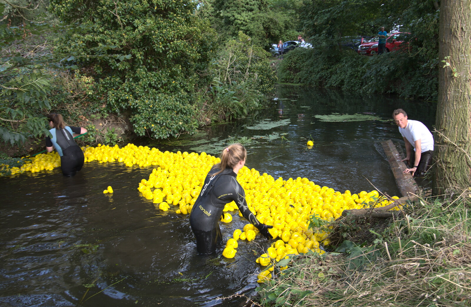 The ducks are released from Gislingham Silver Band and the Duck Race, The Pennings, Eye, Suffolk - 29th September 2018