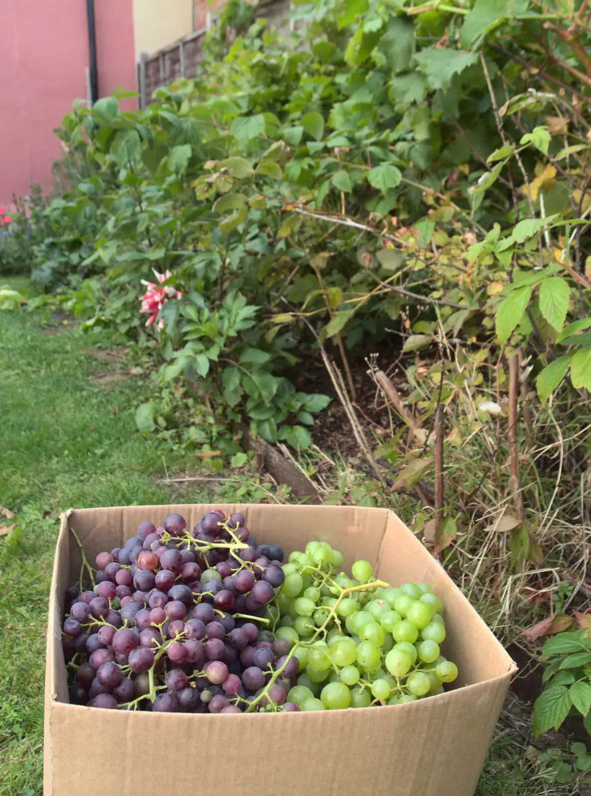 Some of this year's grape harvest, from A Miscellany, Norwich , Norfolk - 30th September 2018