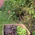 Some of this year's grape harvest, A Miscellany, Norwich , Norfolk - 30th September 2018