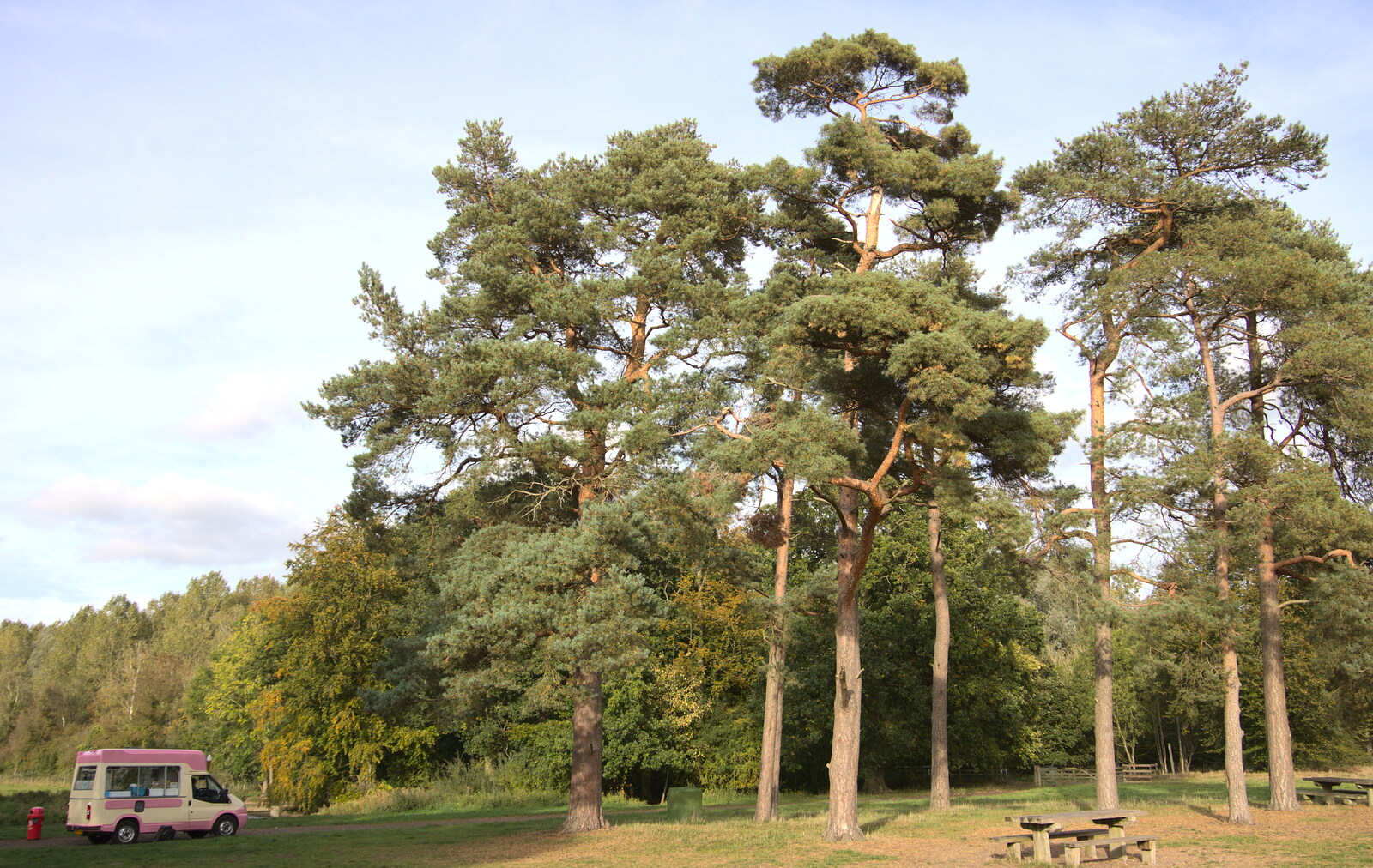 The characteristic pines of the Brecks from Evidence of Autumn: Geocaching on Knettishall Heath, Suffolk - 7th October 2018