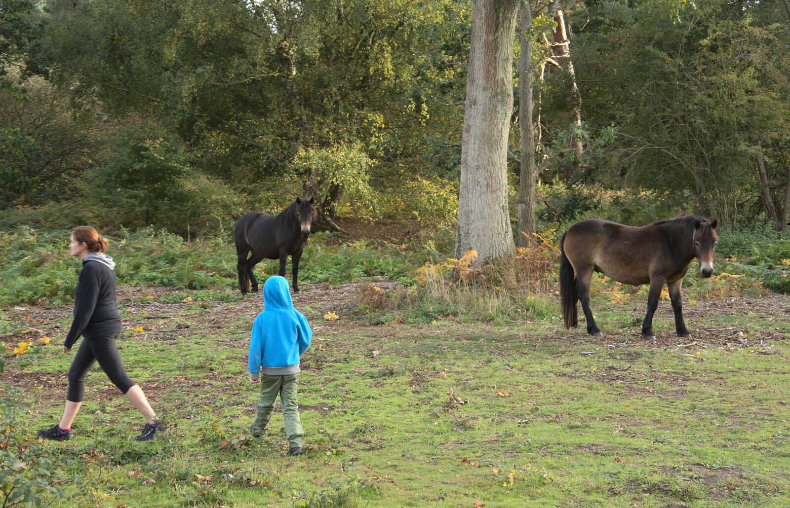 Harry looks at some ponies from Evidence of Autumn: Geocaching on Knettishall Heath, Suffolk - 7th October 2018