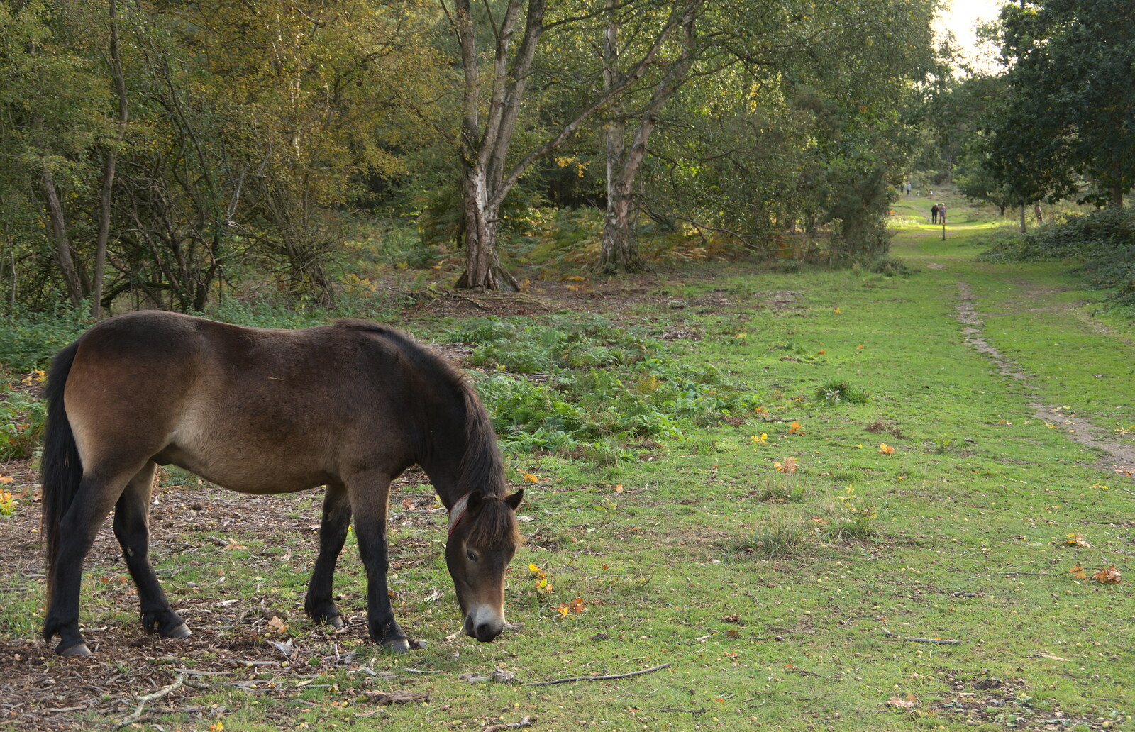 A grazing pony from Evidence of Autumn: Geocaching on Knettishall Heath, Suffolk - 7th October 2018