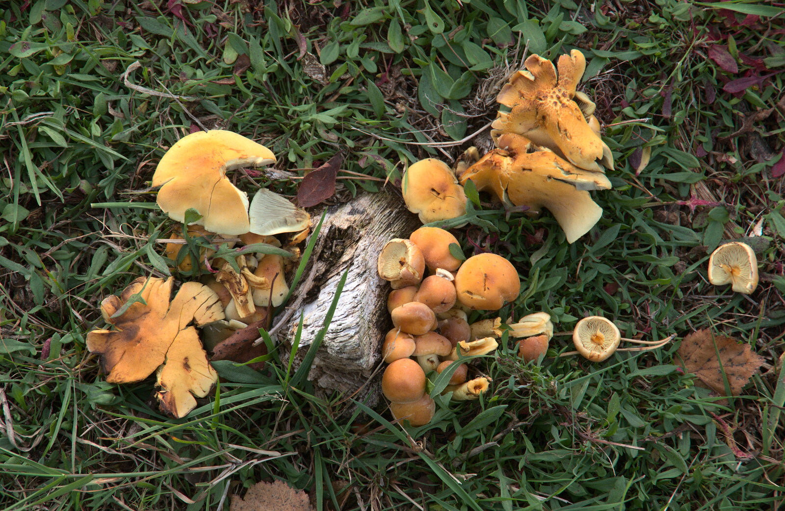 Interesting orange mushrooms from Evidence of Autumn: Geocaching on Knettishall Heath, Suffolk - 7th October 2018