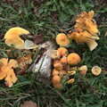 Interesting orange mushrooms, Evidence of Autumn: Geocaching on Knettishall Heath, Suffolk - 7th October 2018