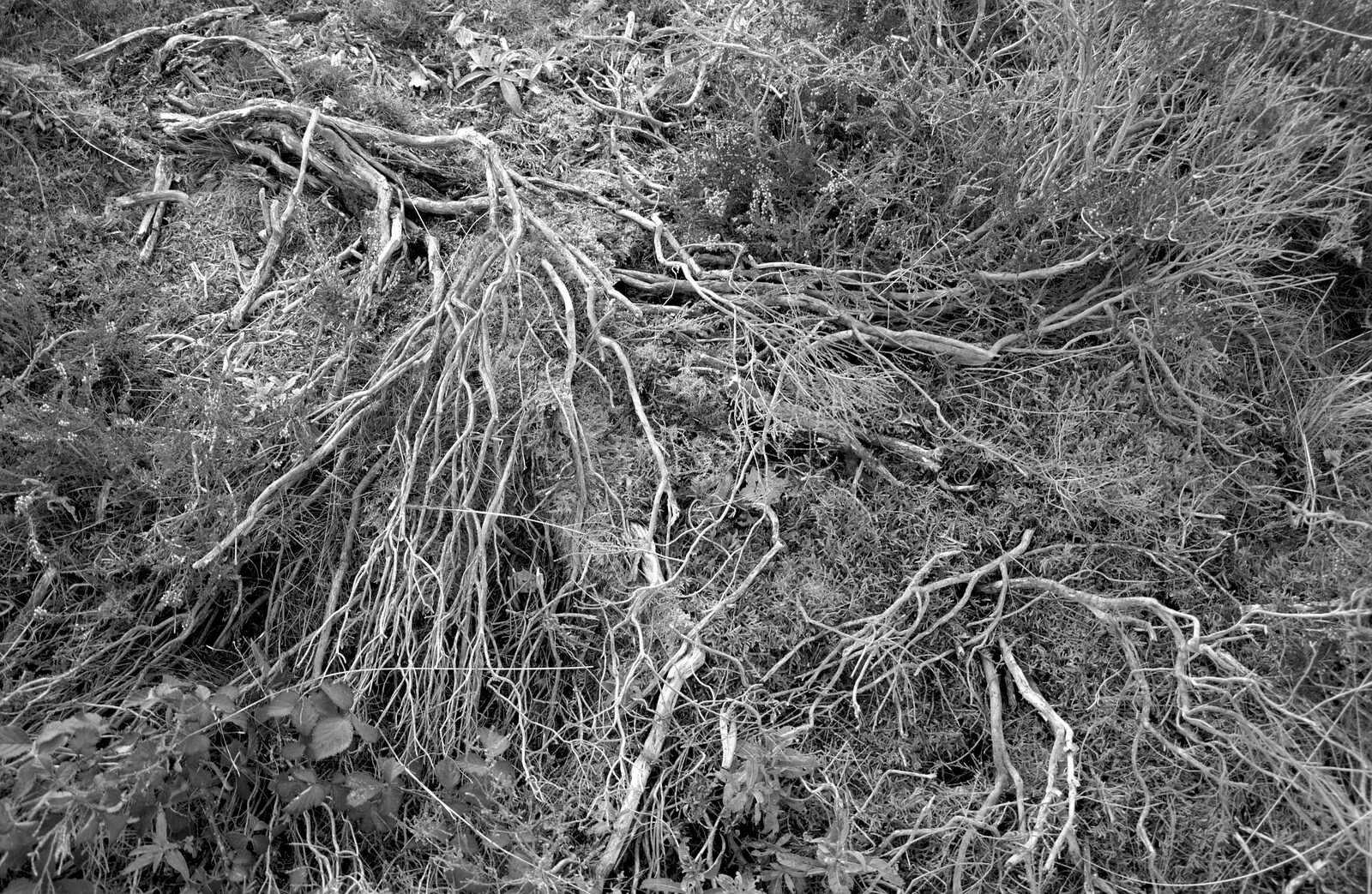 Skeleton branches from Evidence of Autumn: Geocaching on Knettishall Heath, Suffolk - 7th October 2018