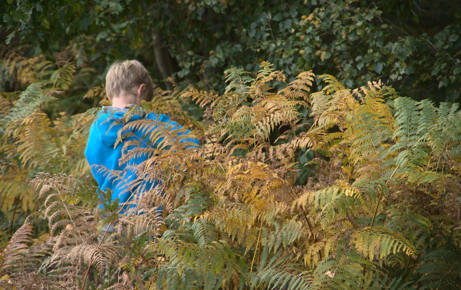 Harry's off in the bracken from Evidence of Autumn: Geocaching on Knettishall Heath, Suffolk - 7th October 2018