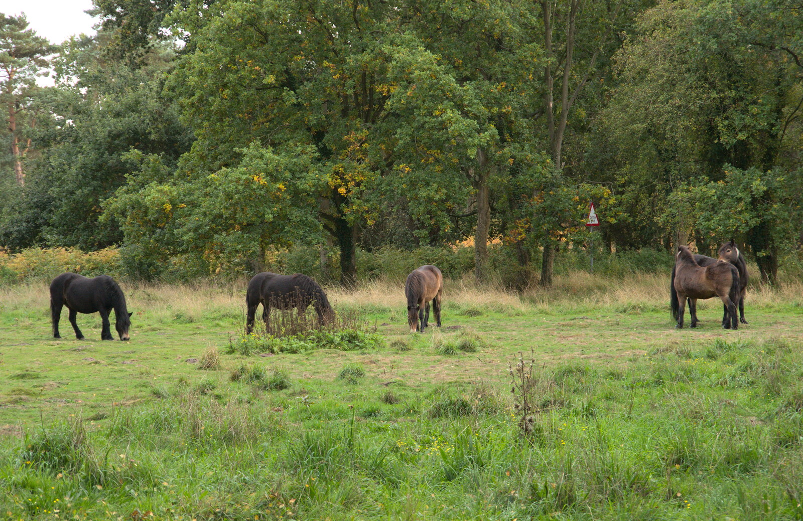 Grazing ponies from Evidence of Autumn: Geocaching on Knettishall Heath, Suffolk - 7th October 2018