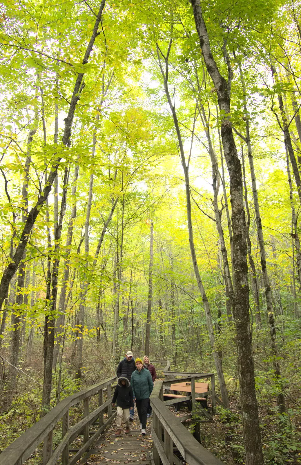 In the trees of the Great Swamp, from A Trip to Short Hills, New Jersey, United States - 20th October 2018