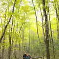 In the trees of the Great Swamp, A Trip to Short Hills, New Jersey, United States - 20th October 2018