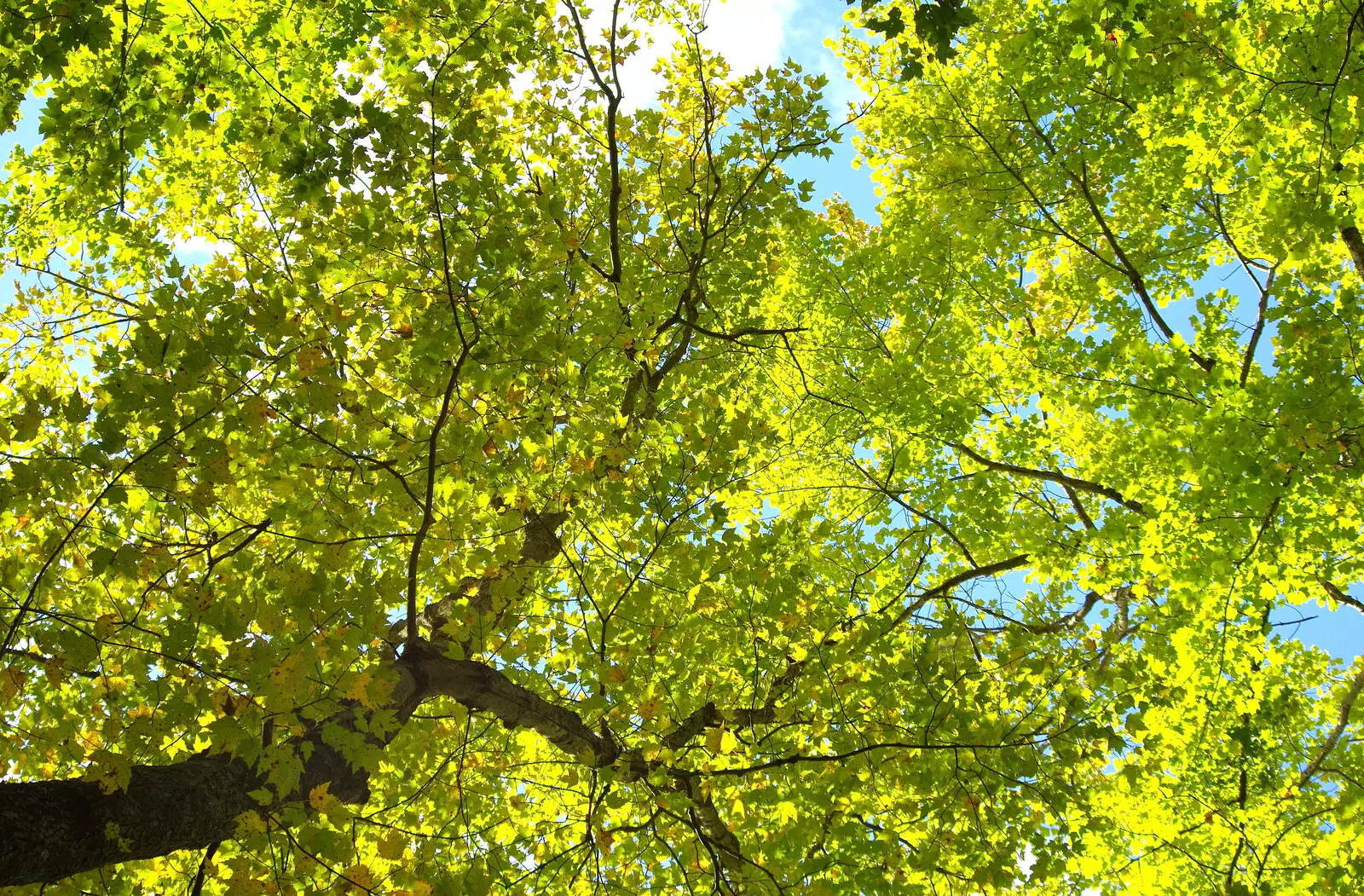 Nice green leaves against the blue sky, from A Trip to Short Hills, New Jersey, United States - 20th October 2018